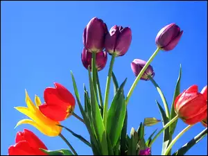 Kolorowe, Niebo, Tulipany, Niebieskie