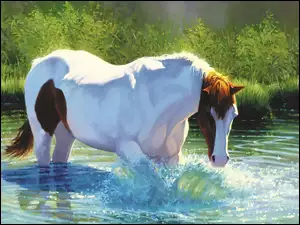Kąpiel, Koń, Woda