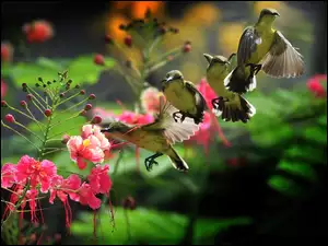 Kolibry, Kwiat, Cztery