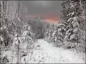 Zima, Drzewa, Droga, Śnieg