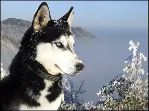 Siberian, Góry, Husky, Śnieg