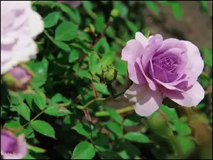 Fioletowa, Róża