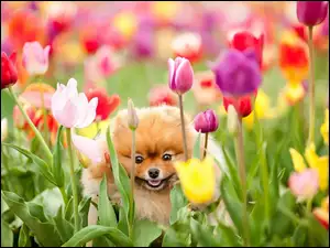 Tulipany, Pies, Kwiaty