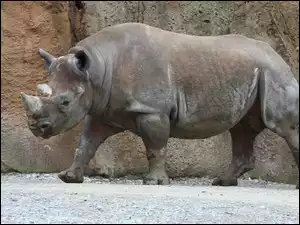 Nosorożec, Skała