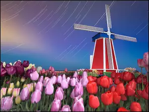 Wiatrak, Holandia, Pole, Tulipanów