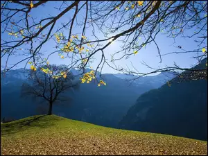 Jesień, Góry, Pagórek, Gałęzie, Drzewo