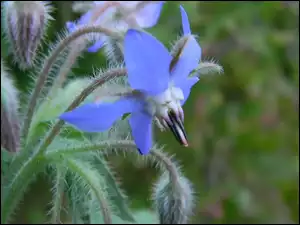 Kwiat, Ogórecznik, Niebieski