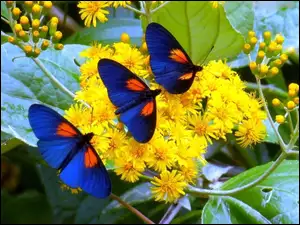 Żółte, Motyle, Kwiaty, Niebieskie