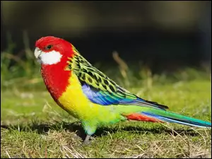 Papuga, Trawa, Kolorowa