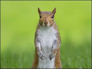 Wiewiórka, Trawa