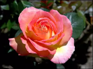 Róży, Kwiat, Różowej