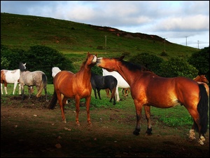 Konie, Krzewy, Zielone, Wzgórze