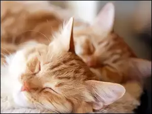 Kotki, Dwa, Śpiące