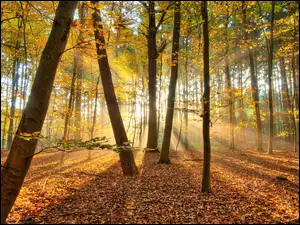 Las, Światło, Jesień, Przebijające