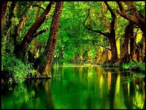 Zieleń, Rzeka, Drzewa