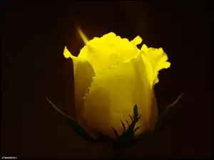 Kwiat, Żółta, Róża