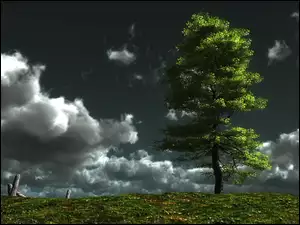 Drzewo, Niebo, Chmury