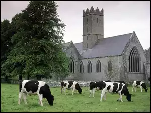 Kościół, Irlandia, Krowy, Adare, Łąka