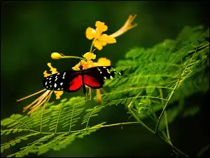 Kwiat, Motyl, Gałązki
