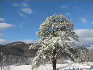 Góry, Śnieg, Drzewo