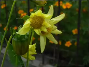 Żółta, Owocnik, Dalia, Kwiaty