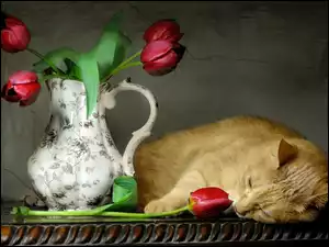Tulipany, Kot, Dzban