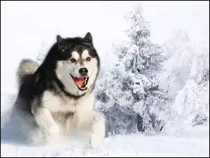 Siberian, Śnieg, Husky, Zima