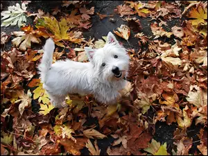 West Highland White Terrier, Biały, Piesek