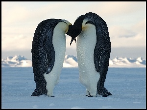 Para, Śnieg, Pingwinów, Pocałunek