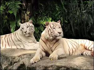 Skała, Tygrysy, Albinosy