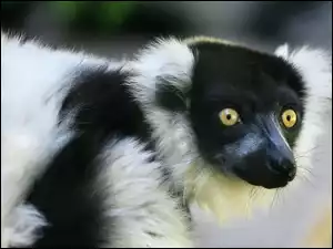Oczy, Lemur, Mordka