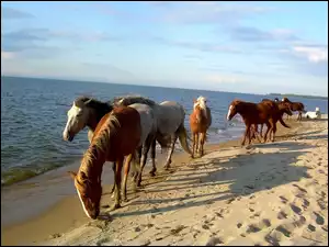Konie, Piasek, Plaża, Morze