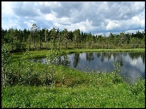 Las, Jezioro, Łąka