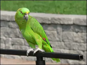 Drążek, Zielona, Papuga