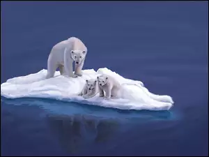 Kra, Niedźwiedzie, Polarne