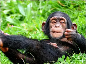 Mały, Zarośla, Odpoczywający, Szympans