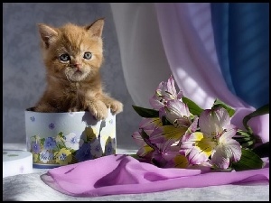 Kot, Kwiatki