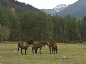 Konie, Pastwisko, Lasy, Góry