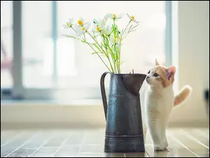 Podłoga, Kwiaty, Kot, Dzbanek
