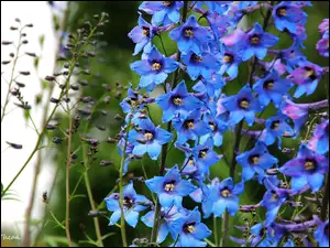 Niebieskie, Ostróżka ogrodowa, Dzwonki, Kwiaty
