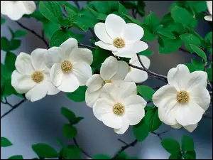 Kwiaty, Krzew, Białe