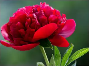 Kwiat, Czerwona, Piwonia