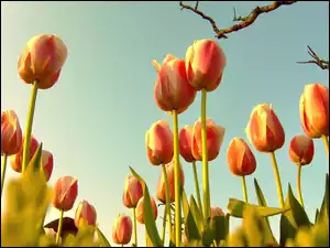 Niebo, Wiosna, Tulipany