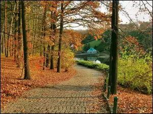 Droga, Park, Drzewa, Jesień, Liście