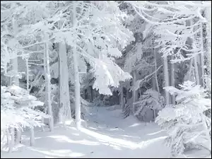 Las, Drzewa, Śnieg, Oszronione