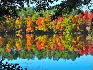 Jezioro, Las, Drzewa, Jesienny