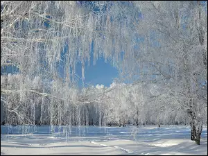 Pięknie, Śnieg, Oszronione, Drzewa