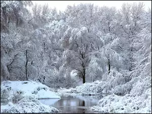 Zima, Drzewa, Rzeczka, Oszronione