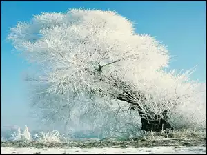 Drzewo, Zima, Pokryte, Szronem
