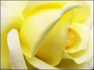 Makro, Żółta, Róża